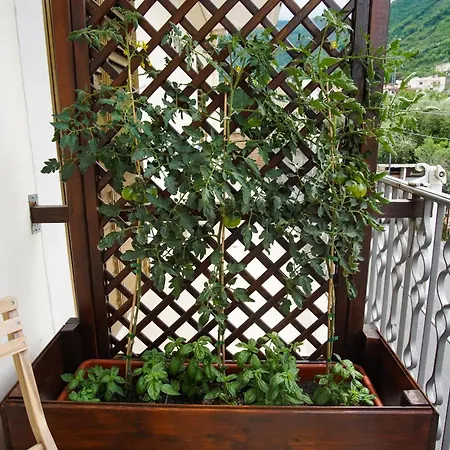 Le Rose Casola di Napoli